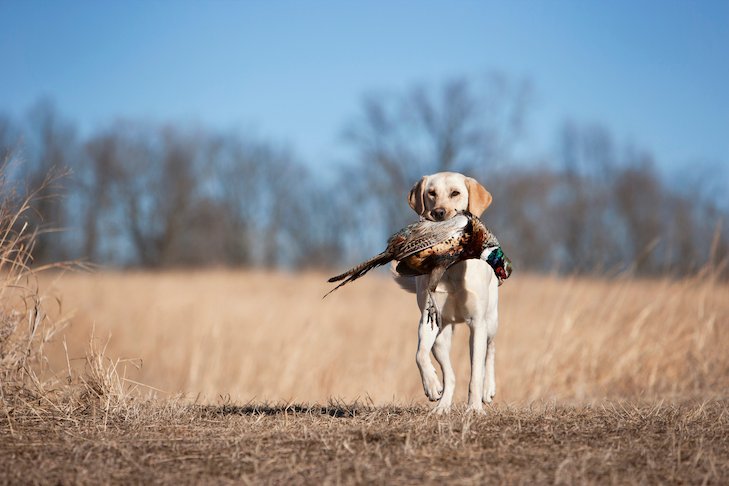 What Do Labradors Hunt